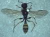 Mellinus arvensis